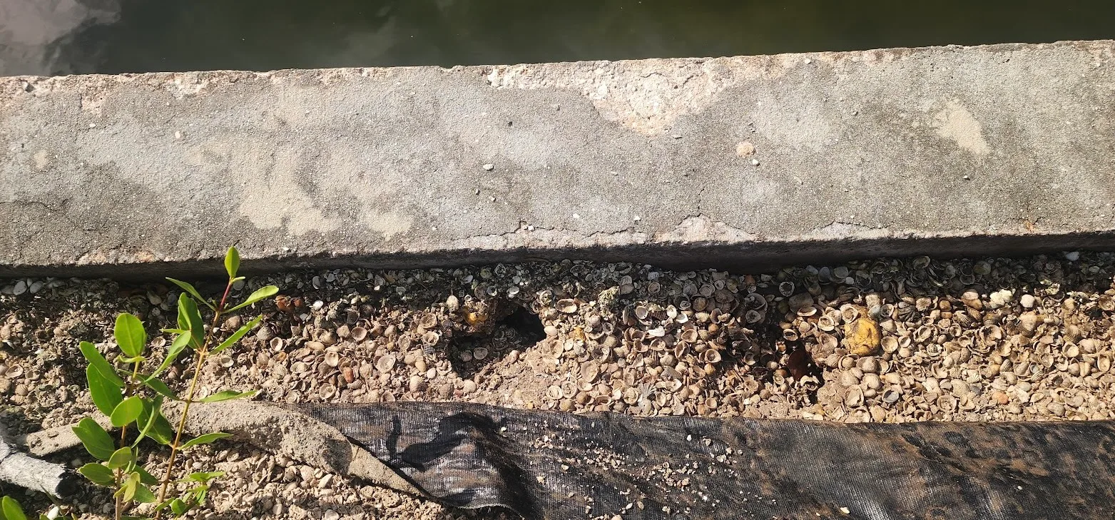 Soil erosion and void beneath concrete along a Florida waterfront seawall